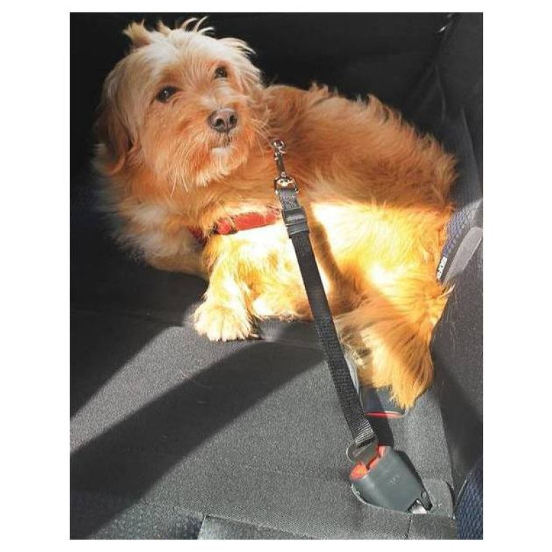 Record Auto dro&scaron;ibas josta suņiem