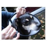 Flamingo pēcoperācijas apkakle XS 18,5 cm