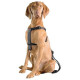 Europet Bernina Auto drošības siksnas D&D Dog-Secure XS 20-50 cm