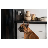 Petcube WRL CAMERA HD/CC10US PETCUBE