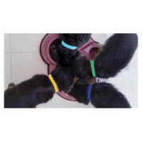 Record Kakla siksnu komplekts kucēniem 1x35 cm, 12 gb