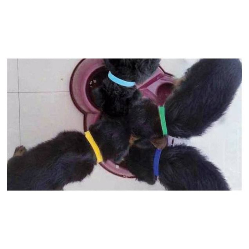 Record Kakla siksnu komplekts kucēniem 1x35 cm, 12 gb