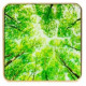 Airvalent SMART HOME AIR QUALITY SENSOR/GOLD/TREE AIRV-TREE AIRVALENT