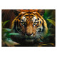Trefl Puzle Tīģeris, 1000 gab.