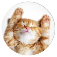 Popsockets 2 Snoozy Cat Holder and Phone Stand