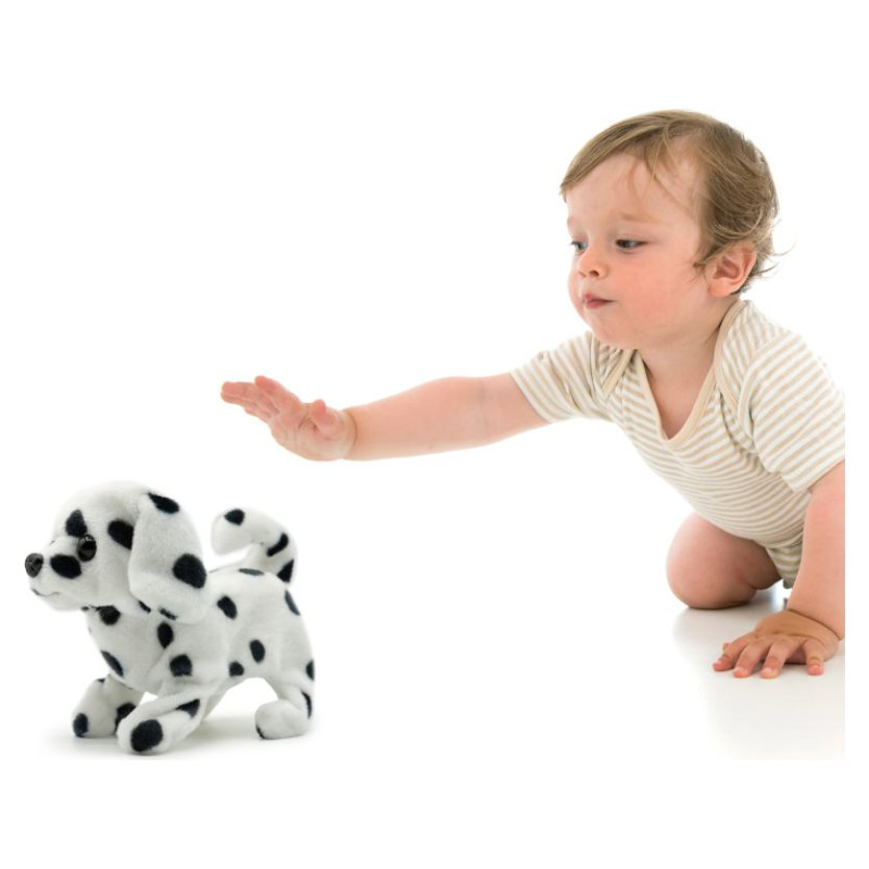 Pugs At Play Staigājo&scaron;s suns "Spotty"