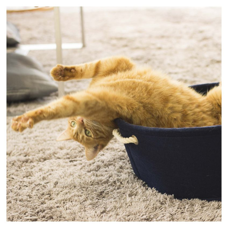 Europet Bernina Guļvieta D&D M 40x40x17cm zila