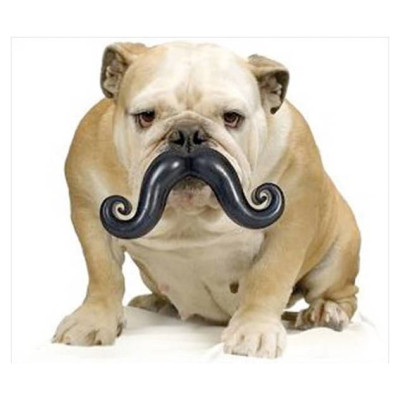 Record Rotaļlieta suņiem Ūsas 13cm