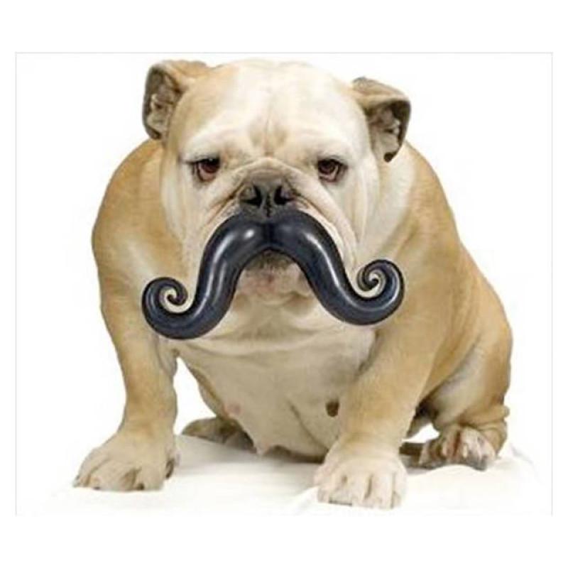 Record Rotaļlieta suņiem Ūsas 13cm