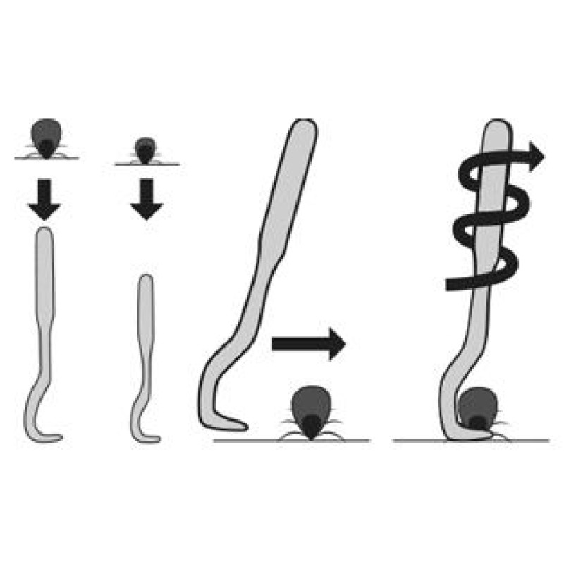 Flamingo TICK OUT ērču izņēmējs 2gb.