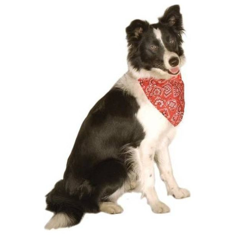 Record Kakla siksna regulējama ar bandanu 1,9 x 35/50 cm, zila