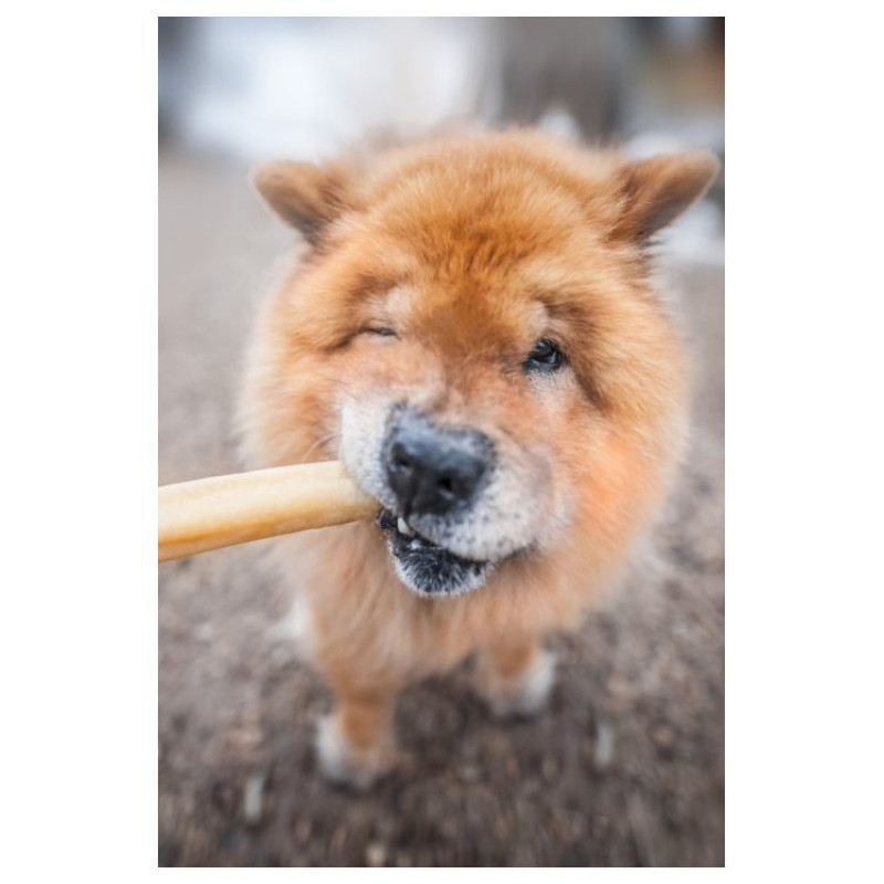 Laikas Gardums Suņu graužamsiers L