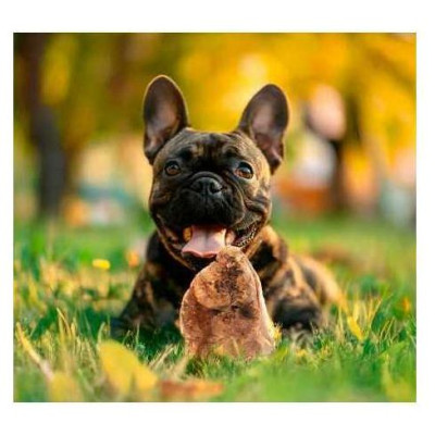 Record Heath root L - rotaļlieta suņiem