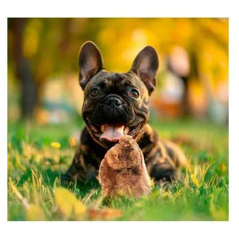 Record Heath root L - rotaļlieta suņiem