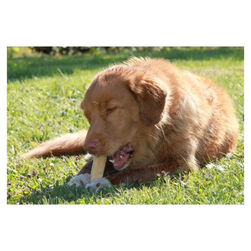 Laikas Gardums Suņu graužamsiers M